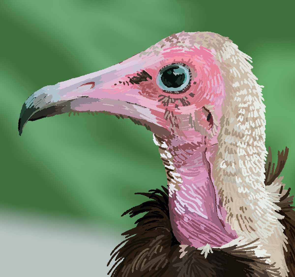 A digital drawing of a hooded vulture