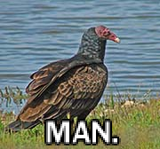 a grainy image of a turkey vulture with the word man beneath it in bold letters