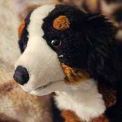 A Bernese mountain dog plush.