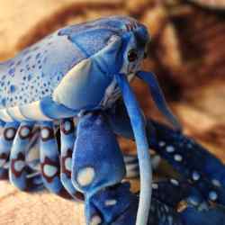 A Wild Republic blue lobster plush.