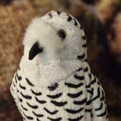 A snowy owl plush.