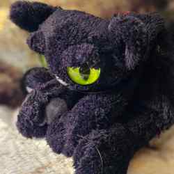A black cat plush with comically large eyes