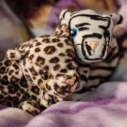 A jaguar plush and a white tiger plush sitting side by side.